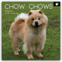 Chow Chows 2026 – 16-Monatskalender