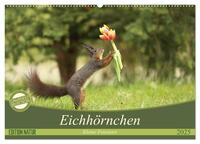 Eichhörnchen - Kleine Fotostars (Wandkalender 2025 DIN A2 quer), CALVENDO Monatskalender