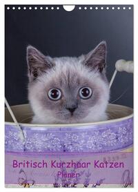 Britisch Kurzhaar Katzen - Planer (Wandkalender 2026 DIN A4 hoch), CALVENDO Monatskalender
