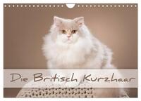Die Britisch Kurzhaar (Wandkalender 2025 DIN A4 quer), CALVENDO Monatskalender