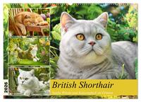 British Shorthair. Sanfte Würde und Katzenglück im Grünen (Wandkalender 2026 DIN A2 quer), CALVENDO Monatskalender