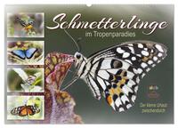 Schmetterlinge im Tropenparadies (Wandkalender 2025 DIN A2 quer), CALVENDO Monatskalender