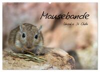 Mausebande (Wandkalender 2026 DIN A2 quer), CALVENDO Monatskalender