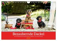 Bezaubernde Dackel (Wandkalender 2025 DIN A4 quer), CALVENDO Monatskalender
