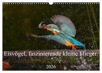 Eisvögel, faszinierende kleine Flieger. (Wandkalender 2026 DIN A3 quer), CALVENDO Monatskalender