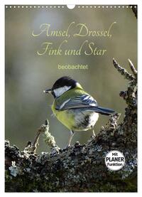 Amsel, Drossel, Fink und Star - beobachtet (Wandkalender 2025 DIN A3 hoch), CALVENDO Monatskalender