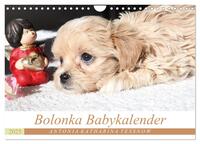Bolonka Babykalender 2025 (Wandkalender 2025 DIN A4 quer), CALVENDO Monatskalender