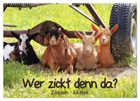 Wer zickt denn da? - Zicklein-Edition (Wandkalender 2025 DIN A2 quer), CALVENDO Monatskalender