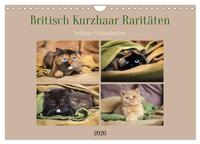 Britisch Kurzhaar Raritäten - seltene Schönheiten (Wandkalender 2026 DIN A4 quer), CALVENDO Monatskalender