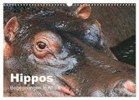 Hippos - Begegnungen in Afrika (Wandkalender 2025 DIN A3 quer), CALVENDO Monatskalender