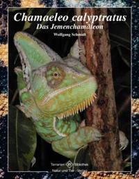 Chamaeleo calyptratus