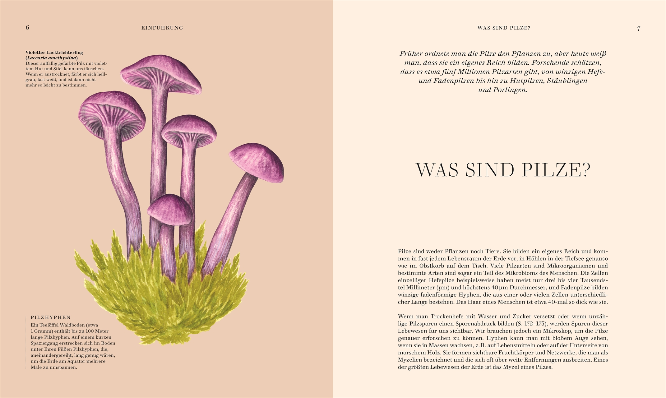 Beispielinhalt (Bild) Pilze
