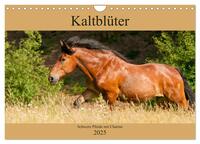 Kaltblüter - Schwere Pferde mit Charme (Wandkalender 2025 DIN A4 quer), CALVENDO Monatskalender
