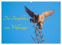 Die Turmfalken von Wolfsanger (Wandkalender 2026 DIN A2 quer), CALVENDO Monatskalender