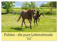 Fohlen - die pure Lebensfreude (Wandkalender 2026 DIN A2 quer), CALVENDO Monatskalender