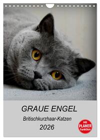 Graue Engel - Britischkurzhaar-Katzen (Wandkalender 2026 DIN A4 hoch), CALVENDO Monatskalender