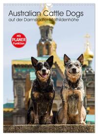 Australian Cattle Dogs auf der Darmstädter Mathildenhöhe (Wandkalender 2025 DIN A3 hoch), CALVENDO Monatskalender