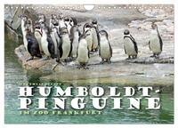 HUMBOLDTPINGUINE (Wandkalender 2025 DIN A4 quer), CALVENDO Monatskalender