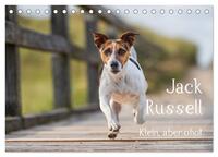 Jack Russell - Klein, aber oho! (Tischkalender 2025 DIN A5 quer), CALVENDO Monatskalender