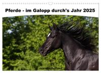 Pferde - im Galopp durch's Jahr 2025 (Wandkalender 2025 DIN A3 quer), CALVENDO Monatskalender