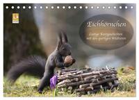 Eichhörnchen - Lustige Kurzgeschichten mit den quirligen Wildtieren (Tischkalender 2025 DIN A5 quer), CALVENDO Monatskalender