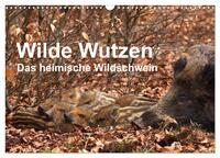 Wilde Wutzen. Das heimische Wildschwein (Wandkalender 2026 DIN A3 quer), CALVENDO Monatskalender