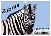 Zebras - Gestreifte Gesellen (Wandkalender 2025 DIN A4 quer), CALVENDO Monatskalender