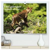 Freigänger - Hauskatzen unterwegs (hochwertiger Premium Wandkalender 2026 DIN A2 quer), Kunstdruck in Hochglanz