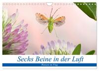Sechs Beine in der Luft - Wanzen im Flug (Wandkalender 2026 DIN A4 quer), CALVENDO Monatskalender