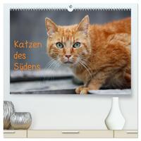 Katzen des Südens (hochwertiger Premium Wandkalender 2025 DIN A2 quer), Kunstdruck in Hochglanz