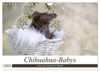 Chihuahua-Babys - Amy und Angel im Studio (Wandkalender 2025 DIN A4 quer), CALVENDO Monatskalender