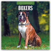 Boxers – Deutscher Boxer 2026 – 16-Monatskalender