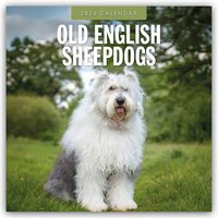 Old English Sheepdogs – Bobtail 2026 – 16-Monatskalender