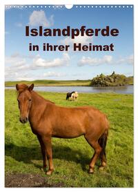 Islandpferde in ihrer Heimat (Wandkalender 2026 DIN A3 hoch), CALVENDO Monatskalender