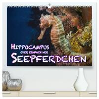 Hippocampus oder einfach nur Seepferdchen (hochwertiger Premium Wandkalender 2026 DIN A2 quer), Kunstdruck in Hochglanz