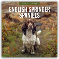 English Springer Spaniels – Englisch Springer Spaniels 2026 – 16-Monatskalender