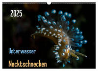 Unterwasser - Nacktschnecken 2025 (Wandkalender 2025 DIN A3 quer), CALVENDO Monatskalender