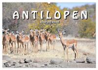 Vorderes Coverbild Antilopen, schön und schnell (Wandkalender 2026 DIN A2 quer), CALVENDO Monatskalender