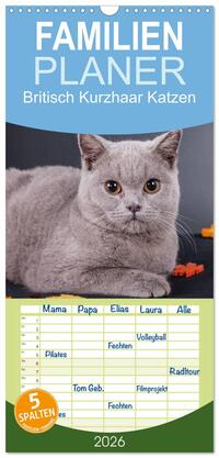 Familienplaner 2026 - Britisch Kurzhaar Katzen mit 5 Spalten (Wandkalender, 21 x 45 cm) CALVENDO