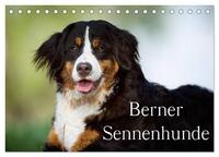 Berner Sennenhunde (Tischkalender 2026 DIN A5 quer), CALVENDO Monatskalender