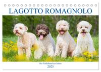 Lagotto Romagnolo - Der Trüffelhund aus Italien (Tischkalender 2025 DIN A5 quer), CALVENDO Monatskalender