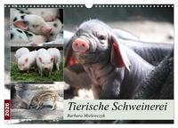 Tierische Schweinerei (Wandkalender 2026 DIN A3 quer), CALVENDO Monatskalender