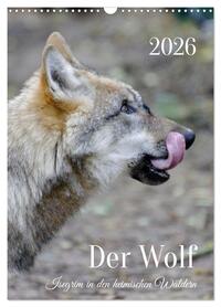 Der Wolf - Isegrim in den heimischen Wäldern - Kalender 2026 (Wandkalender 2026 DIN A3 hoch), CALVENDO Monatskalender