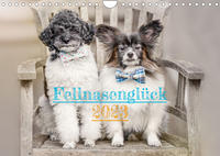 Fellnasenglück (Wandkalender immerwährend DIN A4 quer)