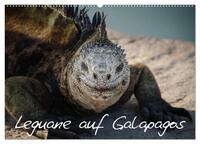 Leguane auf Galapagos (Wandkalender 2025 DIN A2 quer), CALVENDO Monatskalender