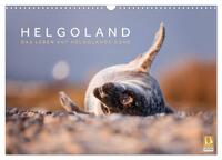 Helgoland - Das Leben auf der Düne Helgolands (Wandkalender 2025 DIN A3 quer), CALVENDO Monatskalender