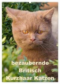 bezaubernde Britisch Kurzhaar Katzen (Wandkalender 2026 DIN A2 hoch), CALVENDO Monatskalender