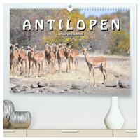 Vorderes Coverbild Antilopen, schön und schnell (hochwertiger Premium Wandkalender 2025 DIN A2 quer), Kunstdruck in Hochglanz
