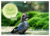 Vögel in heimischen Wäldern (Wandkalender 2025 DIN A4 quer), CALVENDO Monatskalender