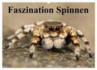 Faszination Spinnen (Wandkalender 2026 DIN A2 quer), CALVENDO Monatskalender